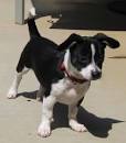 Jack Russell Terrier Mixes - Which Is Your Favorite Puppy?