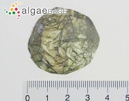 Also known as 'dead sailor's eyeballs' or 'sea pearl algae'. Ventricaria Ventricosa J Agardh J L Olsen J A West 1988 Algaebase