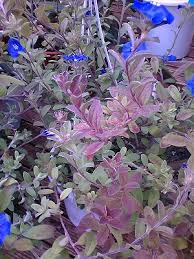 ユメハジメハナ 挿し芽のアメリカンブルーからまた挿し芽
