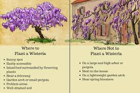 Wisteria 'summer cascade' is the first wisteria proven hardy to zone 3. How To Plant Prune And Care For Wisterias Dengarden