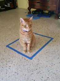 Proof That Cats Will Appear If There Is A Circle 14 Photos Cats Cat Memes Pets