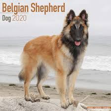Belgian shepherds become bored, frustrated, and prone to obsessive behaviors without something to do. Belgian Shepherd Dog Belgischer Schaferhund 2020 Original Avonside Kalender Mehrsprachig Kalender Wall Kalender Amazon De Avonside Publishing Bucher