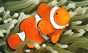 Image result for clownfish