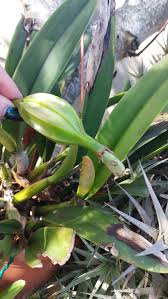 Image result for Ypsilopus erectus