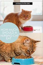 How Much Should A Nursing Cat Eat Cats Cat Care Tips Kitten Formula