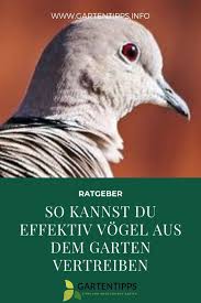 So Kannst Du Effektiv Vogel Aus Dem Garten Vertreiben Vogelschreck Ratten Vertreiben Marder Vertreiben