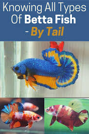 By Tail Knowing All Types Of Betta Fish Pattern And Color With Photo And Description In 2020 Betta Fish Types Betta Fish Betta