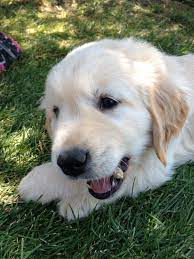Golden Retriever Puppy 7 Weeks Old Happy Dogs Golden Retriever Golden Retriever Puppy