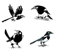 Magpie Animal Caricature Creature Design Animal Illustration