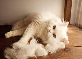 How To Manage Your Kitten S Shedding Bechewy