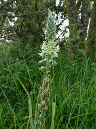 Image result for Albuca virens