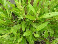 Image result for Rumex lanceolatus
