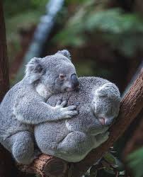 31 8k Likes 700 Comments Our Planet Daily Ourplanetdaily On Instagram Koala Hug Tag Someone You Love Sydney Koala Bear Koala Plush Cute Animals