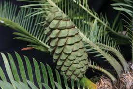 Image result for Encephalartos schmitzii