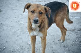 Adopt a puppy, kitten, dog or cat and take home your new best friend from our no kill animal shelter in pekin, il. Do No Kill Shelters Really Benefit Animals Kqed