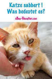 katze sabbert und speichelt das sind die bekanntesten ursachen katzen lustige susse katzen katzen fakten