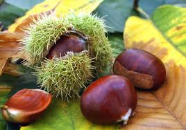 Maronen Aromatischer Herbstgenuss Esskastanien Maronen Kastanien