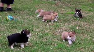 Find a welsh corgi puppy for sale. Corgi Puppies For Sale Craigslist Petsidi Cute766