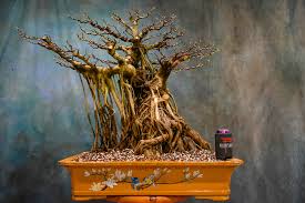 Image result for Grewia microcarpa