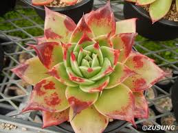Watch the video explanation about rose cactus how to make soil care and plant production hd 1080p online, article, story, explanation, suggestion, youtube. Echeveria Black Rose Echeveria Cacti And Succulents Plant Fungus