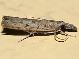 Image result for Disperis mozambicensis