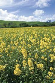 We did not find results for: How To Grow Mustard Finegardening