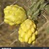 And like most superfoods, many people enjoy adding cactus to their smoothies. 1