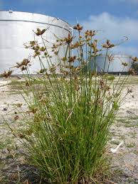 Image result for Pycreus polystachyos