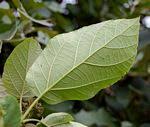 Image result for Cordia mukuensis