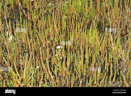 Image result for Sarcocornia