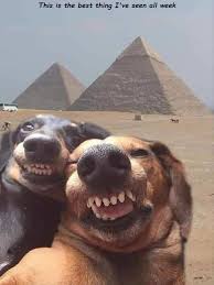 fresh animal memes to mix in your morning coffee funny animal jokes cute funny dogs funny animals