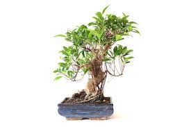 Bonsai trees at wholesale price. Care For The Ficus Bonsai Tree Retusa Ginseng Bonsai Empire