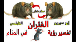 تفسير رؤية الفئران و الفأر و الجرذان و الجرذ في المنام تفسير حلم الفار سيدهشك Youtube