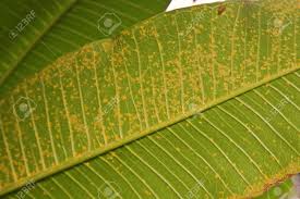 Although plant rusting seems like a grave matter, it is usually treatable especially when acted upon immediately. Rust Disease Of Plumeria Leaf Causes By Fungi Plant Disease Stock Photo Picture And Royalty Free Image Image 85969733