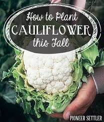 Knowing When To Harvest Cauliflower Is Important The Head Is Usually Ready About A Week Or So After Blanching The Growing Cauliflower Cauliflower Plant Plants