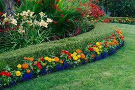 Landscaping With Hedges And Marigolds Boxwood Landscaping Backyard Landscaping Designs Small Backyard Landscaping