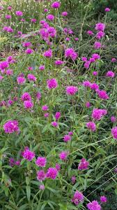 Image result for Gomphrena globosa