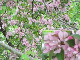 A spectacular ornamental tree, its mildly fragrant white and pink blossoms appear every year some time in march. Seeking Pink Flowering Tree Identification 640096 Ask Extension