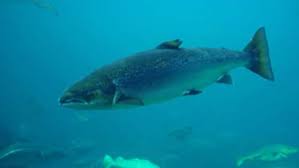 Miramichi salmon fisherman frustrated by DFO's timing