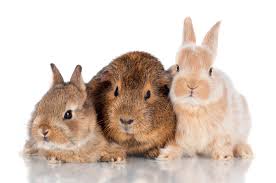 Getting to play a part in your best friend's life journey is privilege we don't take lightly. Exotic Pet Care Livonia Veterinarian Sheehy Animal