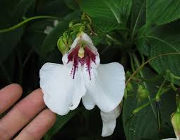 Image result for Impatiens gomphophylla