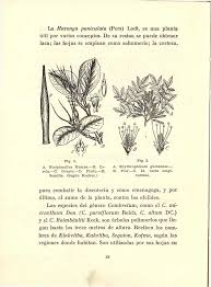 Image result for Pilea sublucens