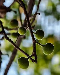 Image result for Ficus exasperata