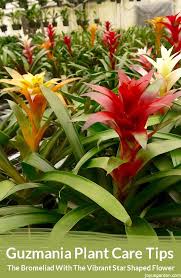 Guzmania Plant Care Tips Joy Us Garden Plant Care Plant Care Houseplant Plants