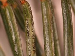 Image result for Cordylostigma microcalum