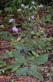 Image result for Elephantopus