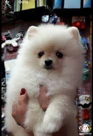 Pomeranian Boo Pomeranian Boo Kopek Kopekseverler Kopeksahiplendirme Kopekyavrusu Evcilhayvan Evcilhayvanurunleri Sati Pomeranian Boo Pomeranian Pets