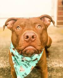 Maybe you would like to learn more about one of these? Red Nose Pitbull 101 What You Need To Know K9 Web