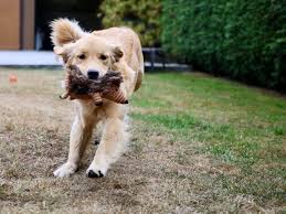 Why do dogs go crazy after a bath. Help My Pet Has The Zoomies After Giving Her A Dog Bath K9clean