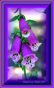 50 beautiful flower meanings that will surprise you. Rose Retreat Purple Love Purple Flowers Beautiful Flower Arrangements